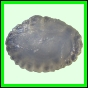 larfas_989_a_002