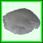 lutcam_1914_b_001