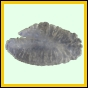 lutgri_110_a_003