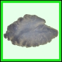 lutgri_115_b_011