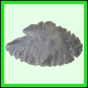 lutgri_119_a_008