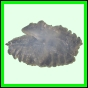 lutgri_119_b_023