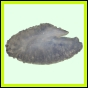 lutgri_120_a_026