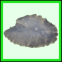 lutgri_121_a_029