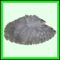lutgri_1225_a_001