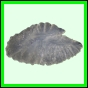 lutgri_1229_b_002