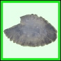 lutgri_124_b_040
