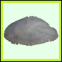 lutgri_125_b_002