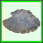 lutgri_127_a_003