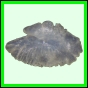 lutgri_132_a_002