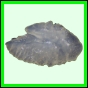 lutgri_135_b_002