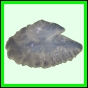 lutgri_136_b_002