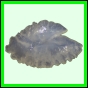 lutgri_139_a_002