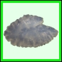 lutgri_142_a_003