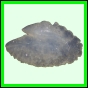 lutgri_143_a_001