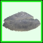 lutgri_1708_a_001