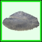 lutgri_1708_b_001