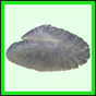lutgri_1709_a_001