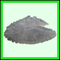 lutgri_1710_a_001