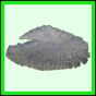 lutgri_1710_b_001