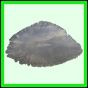 lutgri_1714_a_001