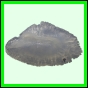 lutgri_1714_b_001