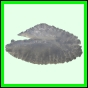 lutgri_1715_a_002
