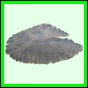 lutgri_1715_b_001