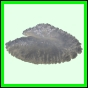 lutgri_1717_a_001