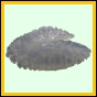 lutgri_1718_a_001