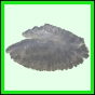 lutgri_1719_a_001