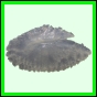 lutgri_1719_b_002