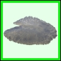 lutgri_1720_a_001