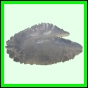 lutgri_1720_b_002
