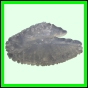lutgri_1721_a_001