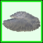 lutgri_1721_b_002