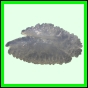 lutgri_1722_a_001