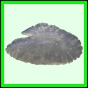 lutgri_1751_a_001
