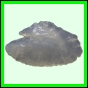 lutgri_1752_a_001