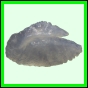 lutgri_1752_b_002
