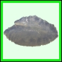 lutgri_1753_a_001