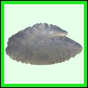 lutgri_1753_b_002