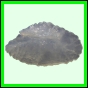 lutgri_1755_a_001