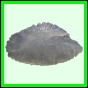 lutgri_1755_b_002