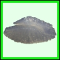 lutgri_2023_a_001
