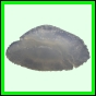 lutgri_2024_a_001