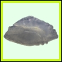 lutgri_2025_b_001
