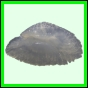 lutgri_2049_a_001