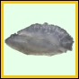 lutgri_2051_a_001