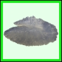 lutgri_2054_a_001